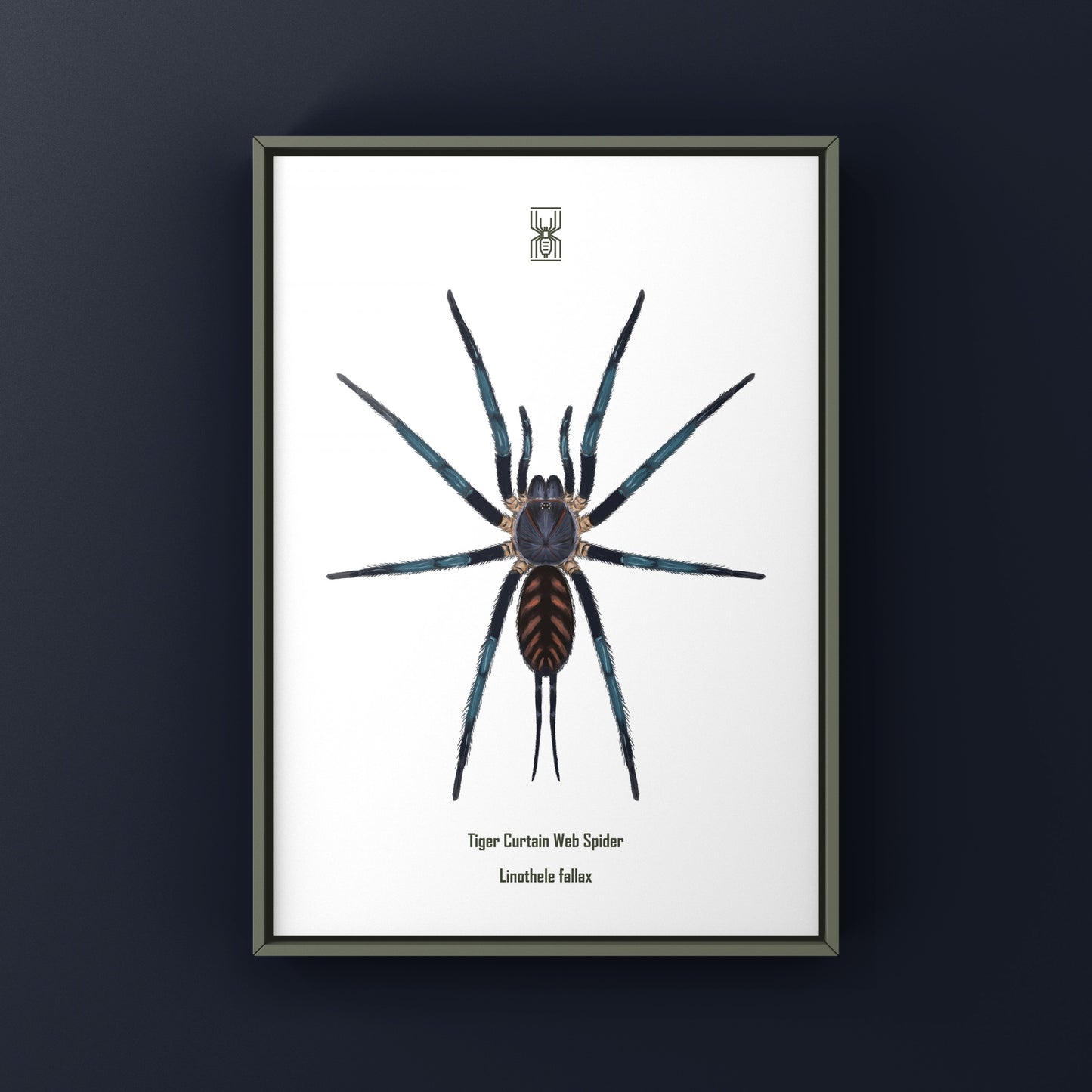 Tiger Curtain Web Spider, Linothele Fallax, Photographic Art Print