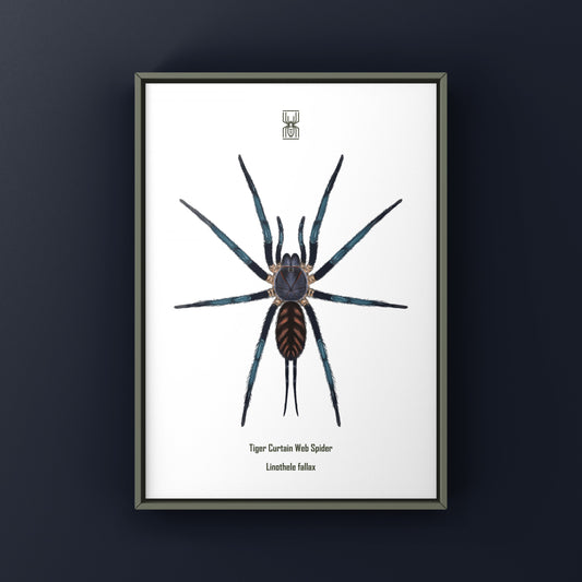 Tiger Curtain Web Spider, Linothele Fallax, Photographic Art Print