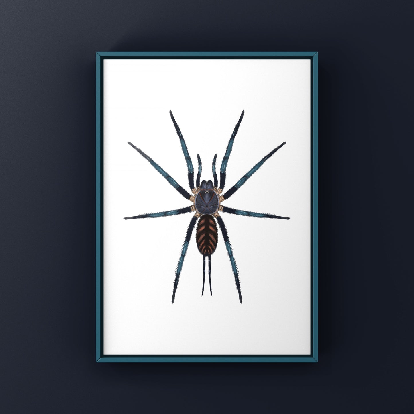 Tiger Curtain Web Spider, Linothele Fallax, Photographic Art Print