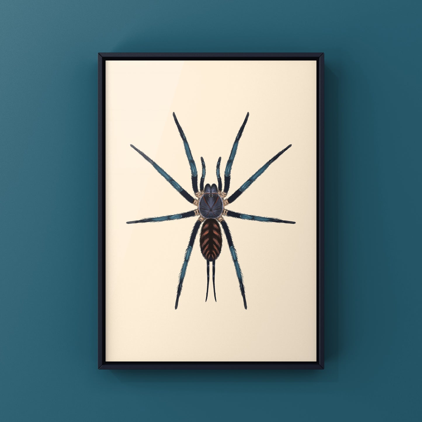Tiger Curtain Web Spider, Linothele Fallax, Photographic Art Print