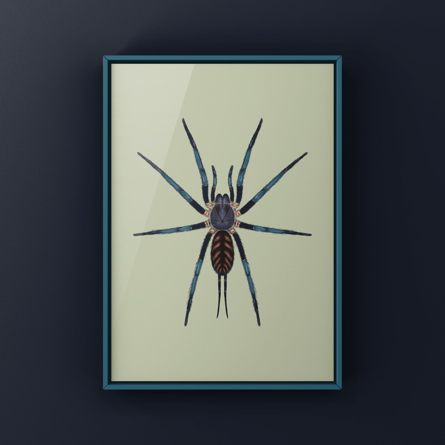 Tiger Curtain Web Spider, Linothele Fallax, Photographic Art Print