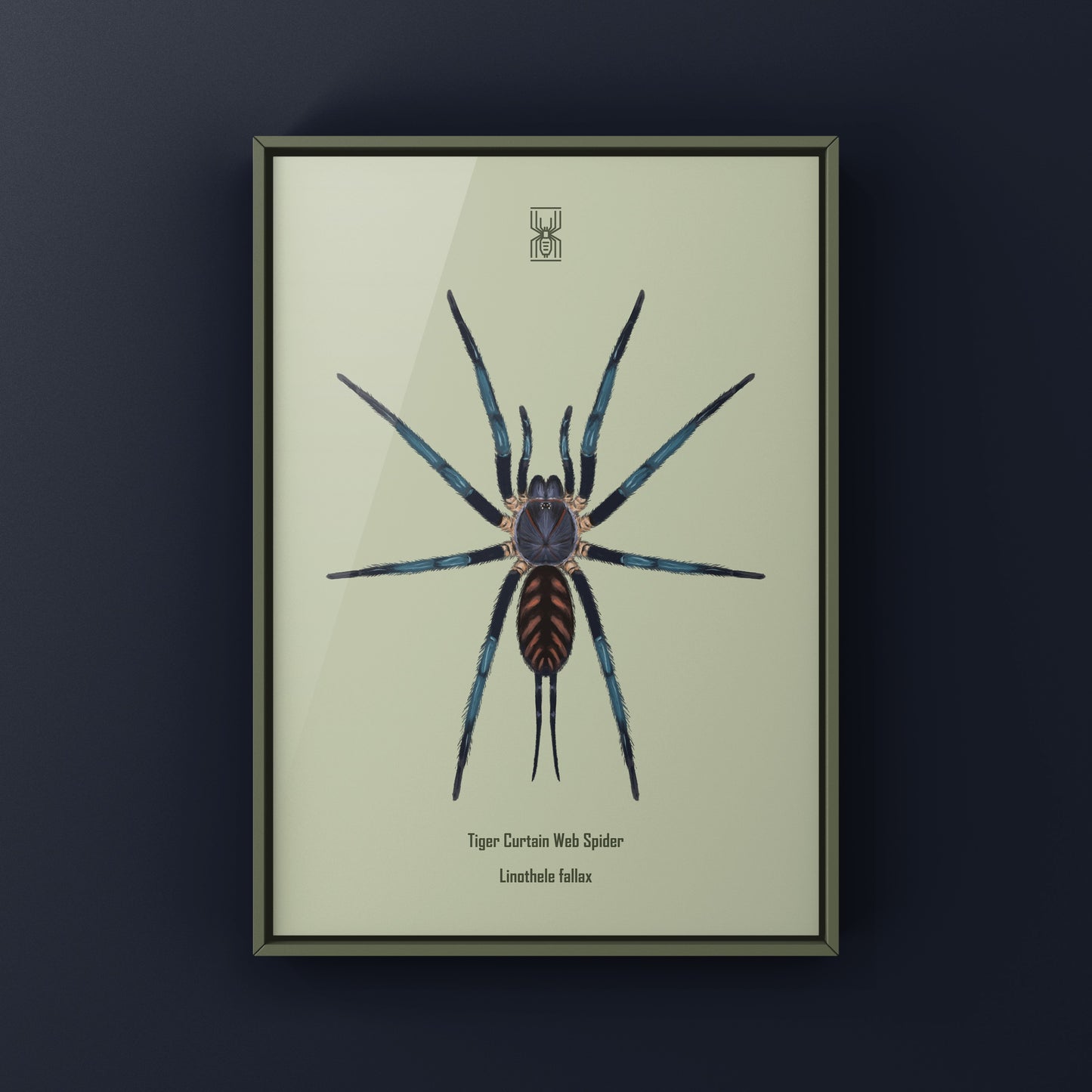 Tiger Curtain Web Spider, Linothele Fallax, Photographic Art Print