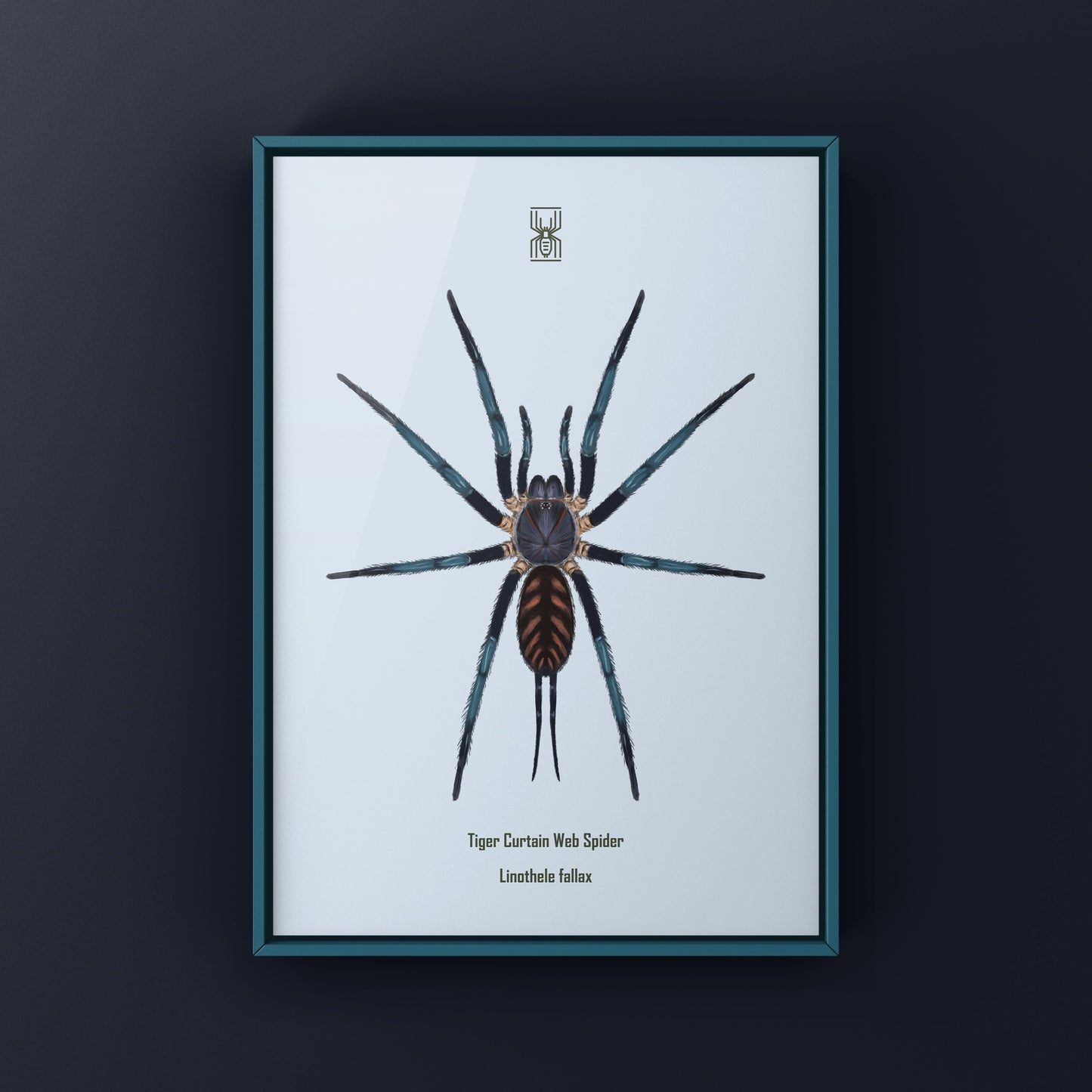 Tiger Curtain Web Spider, Linothele Fallax, Photographic Art Print