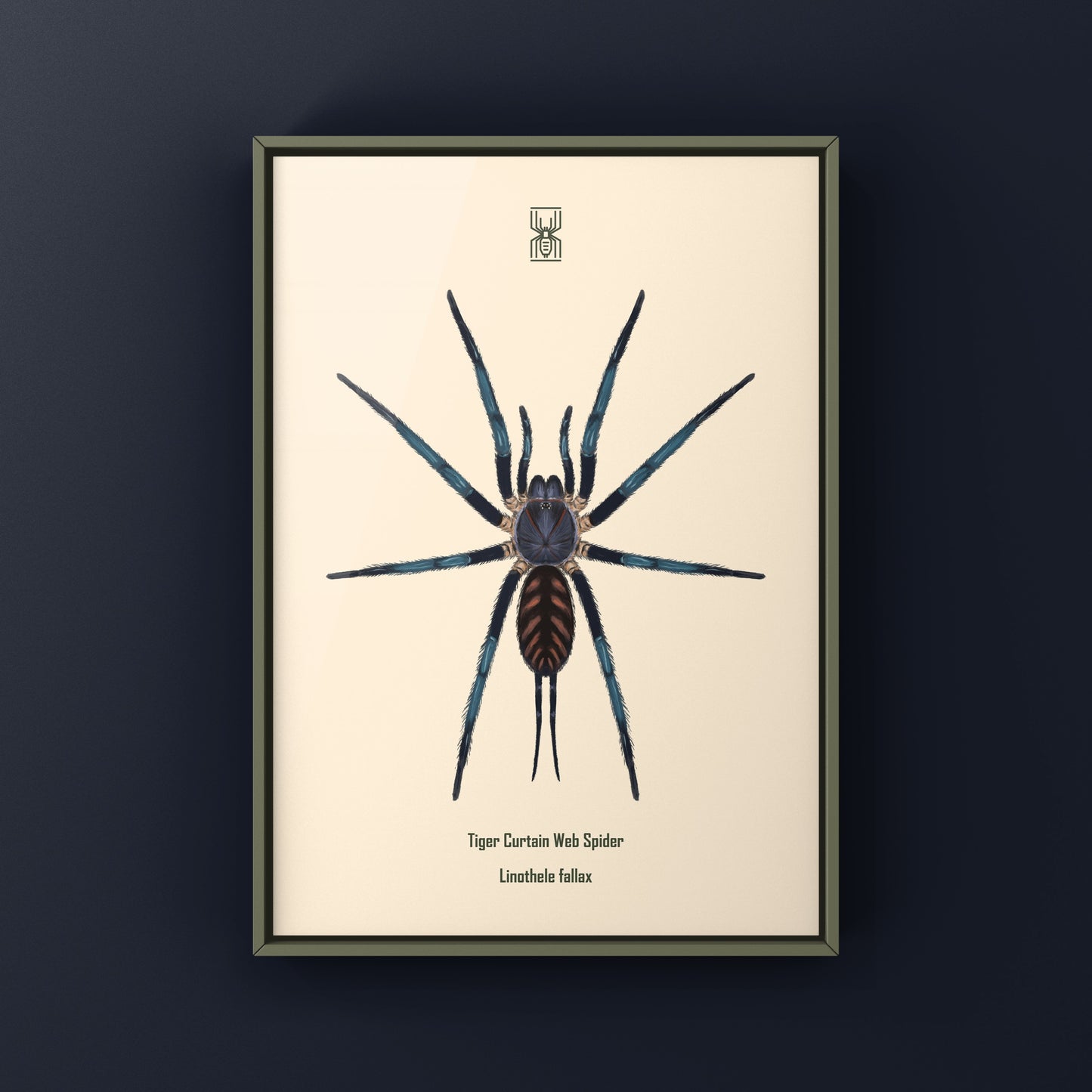 Tiger Curtain Web Spider, Linothele Fallax, Photographic Art Print