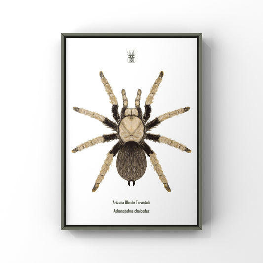 Arizona Blonde Tarantula, Aphonopelma Chalcodes, Photographic Art Print