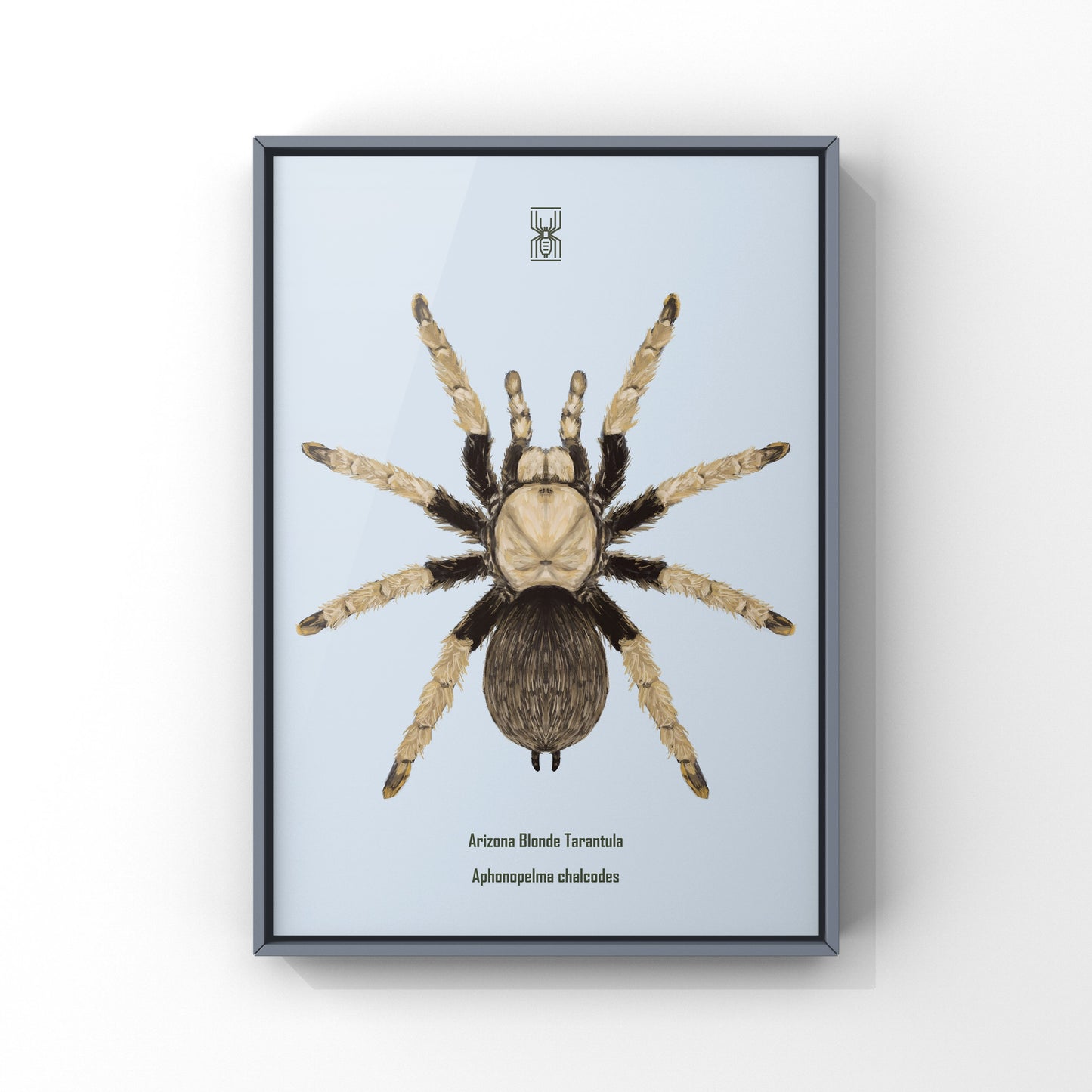 Arizona Blonde Tarantula, Aphonopelma Chalcodes, Photographic Art Print