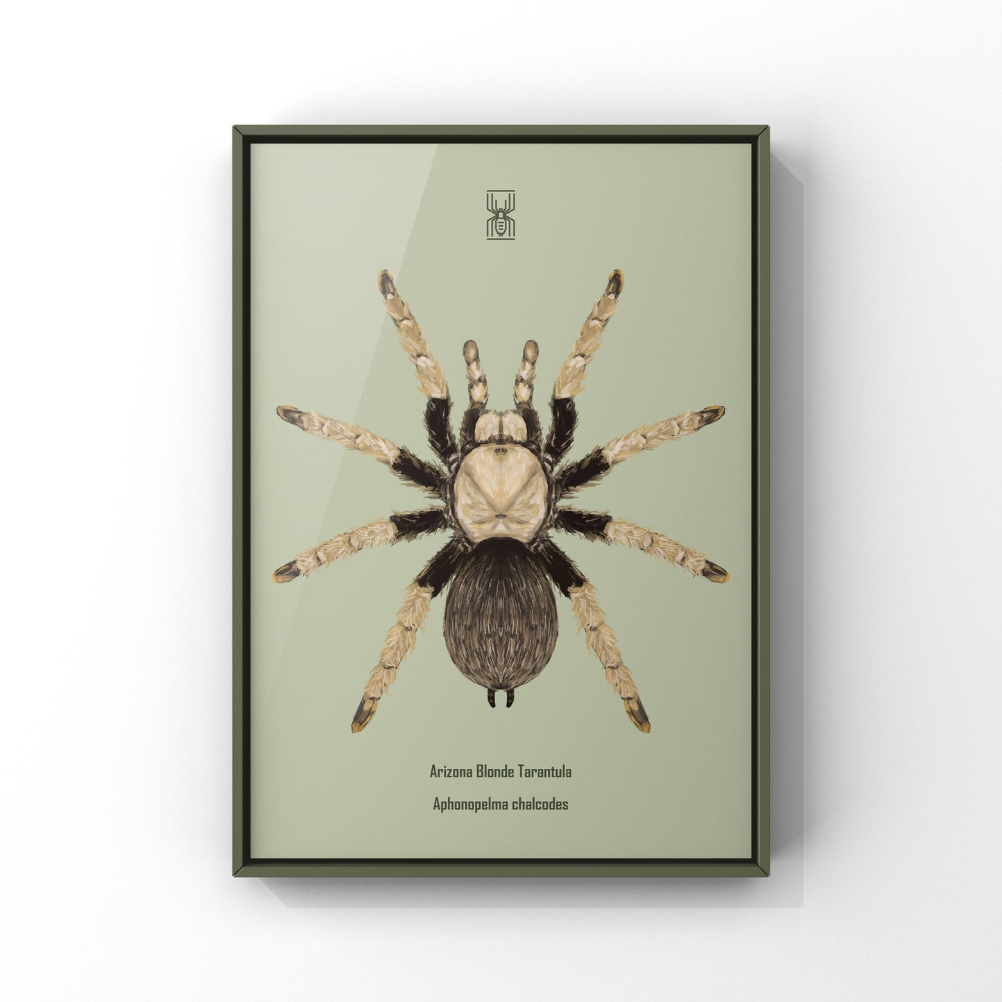 Arizona Blonde Tarantula, Aphonopelma Chalcodes, Photographic Art Print
