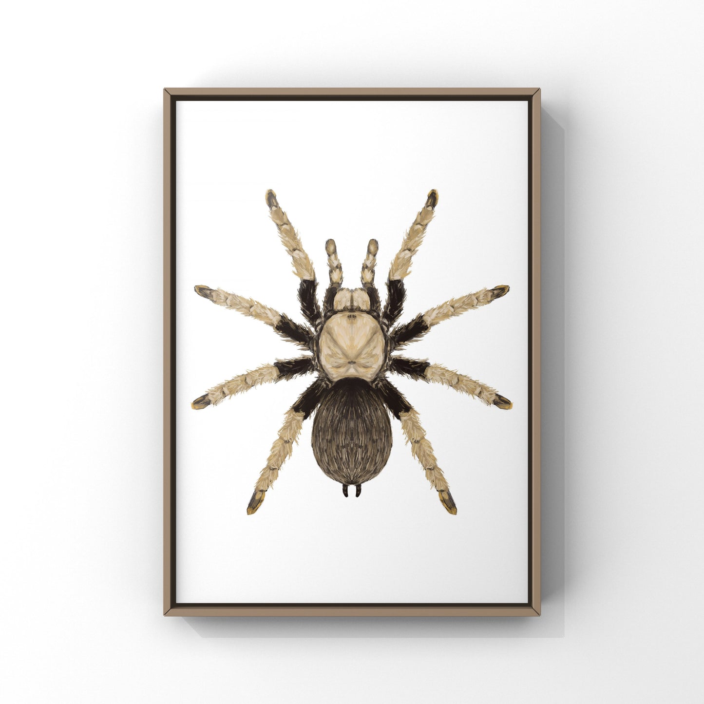 Arizona Blonde Tarantula, Aphonopelma Chalcodes, Photographic Art Print