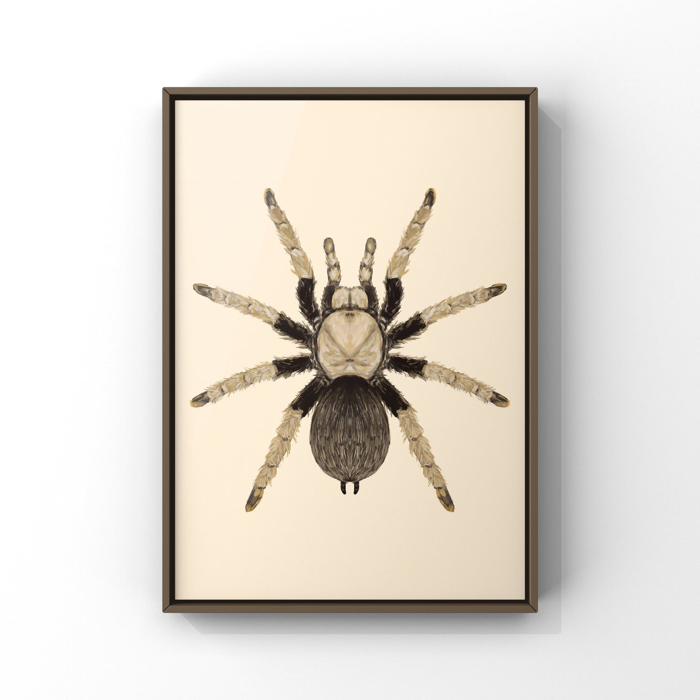 Arizona Blonde Tarantula, Aphonopelma Chalcodes, Photographic Art Print