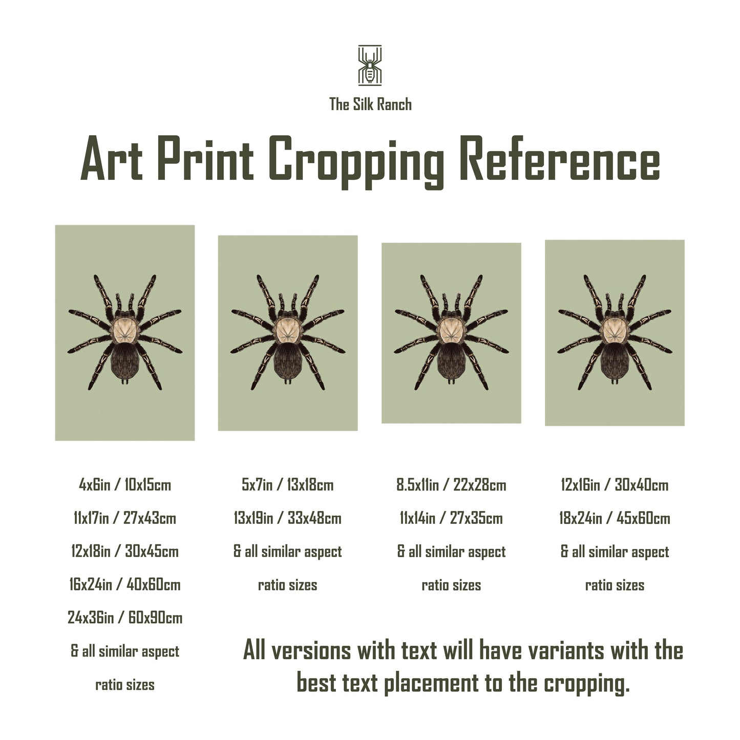 Brazilian Black Tarantula, Grammostola Pulchra, Photographic Art Print