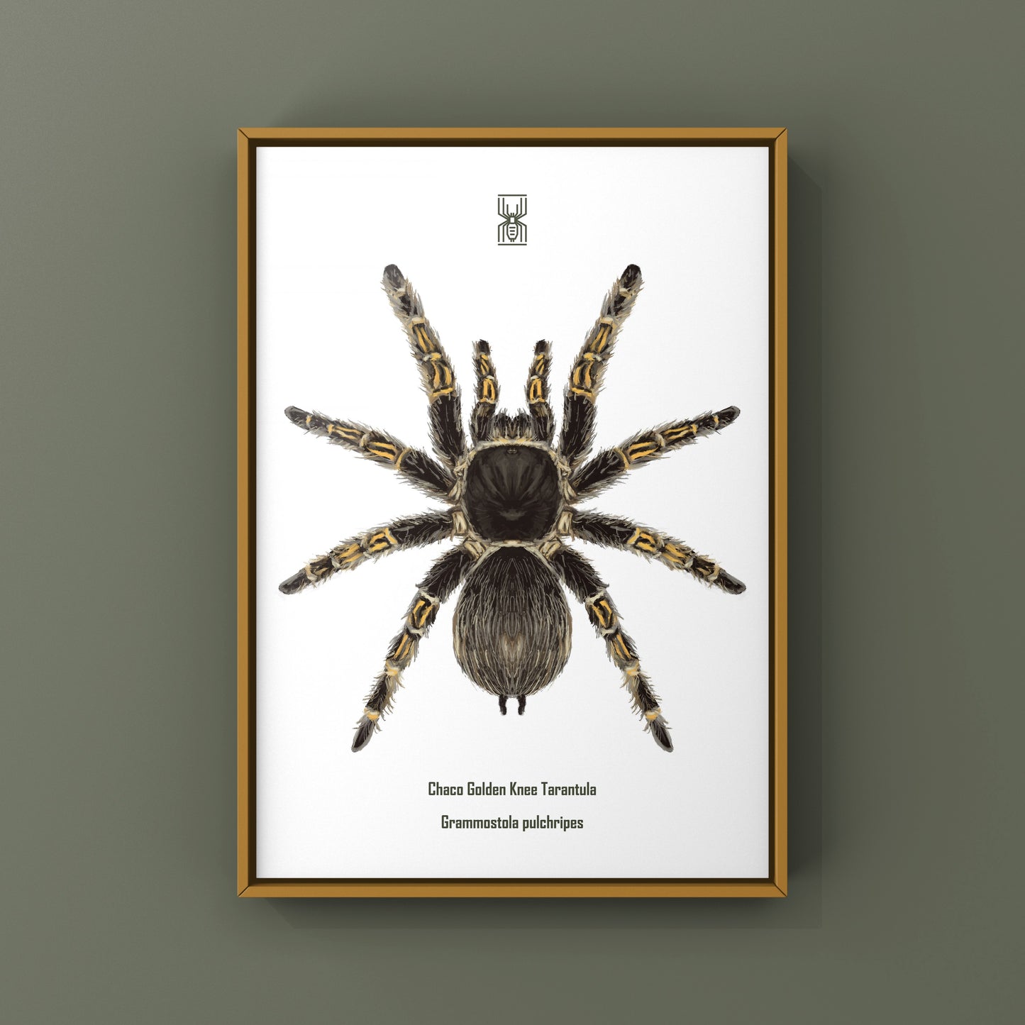 Chaco Golden Knee Tarantula, Grammostola Pulchripes, Photographic Art Print