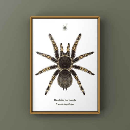 Chaco Golden Knee Tarantula, Grammostola Pulchripes, Photographic Art Print