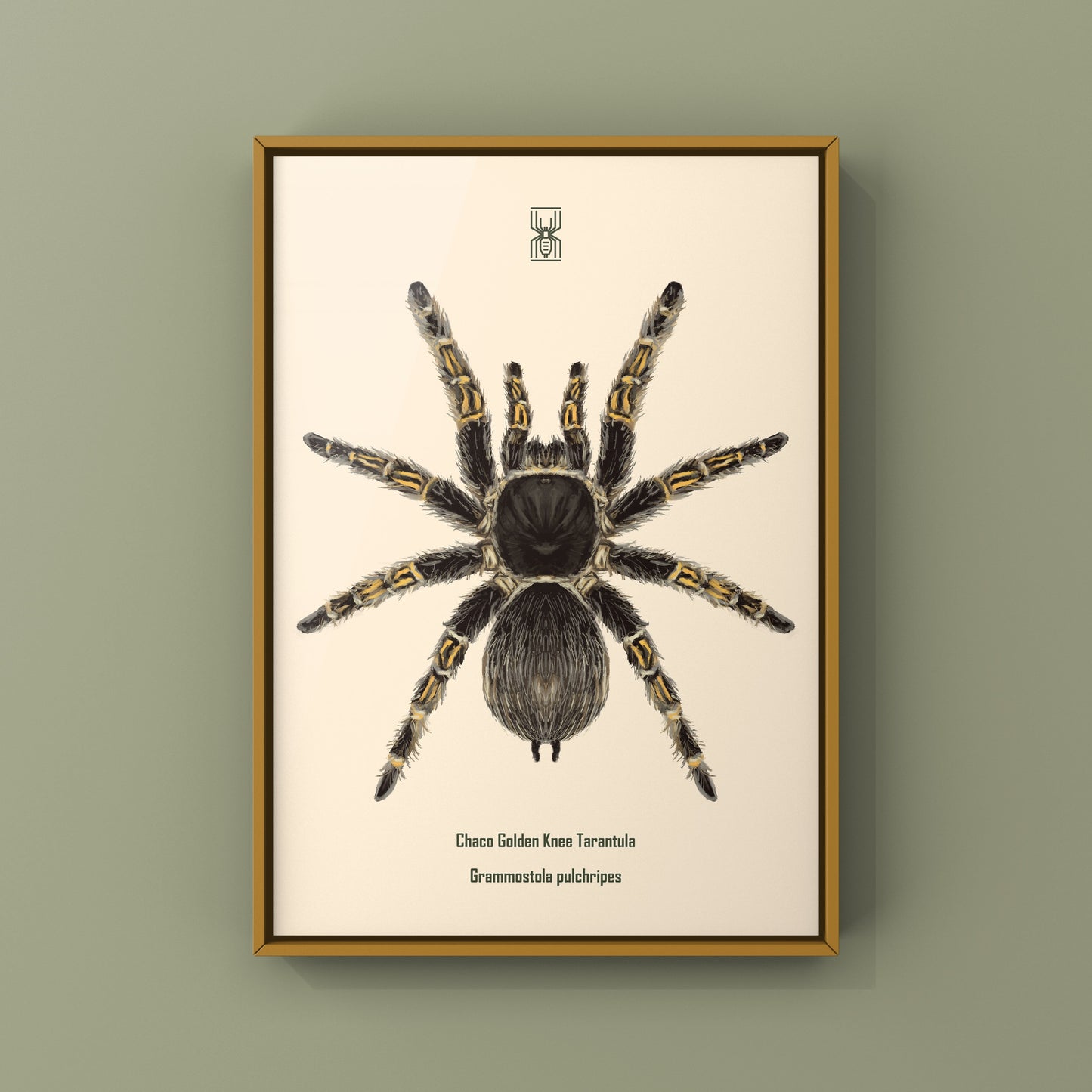Chaco Golden Knee Tarantula, Grammostola Pulchripes, Photographic Art Print