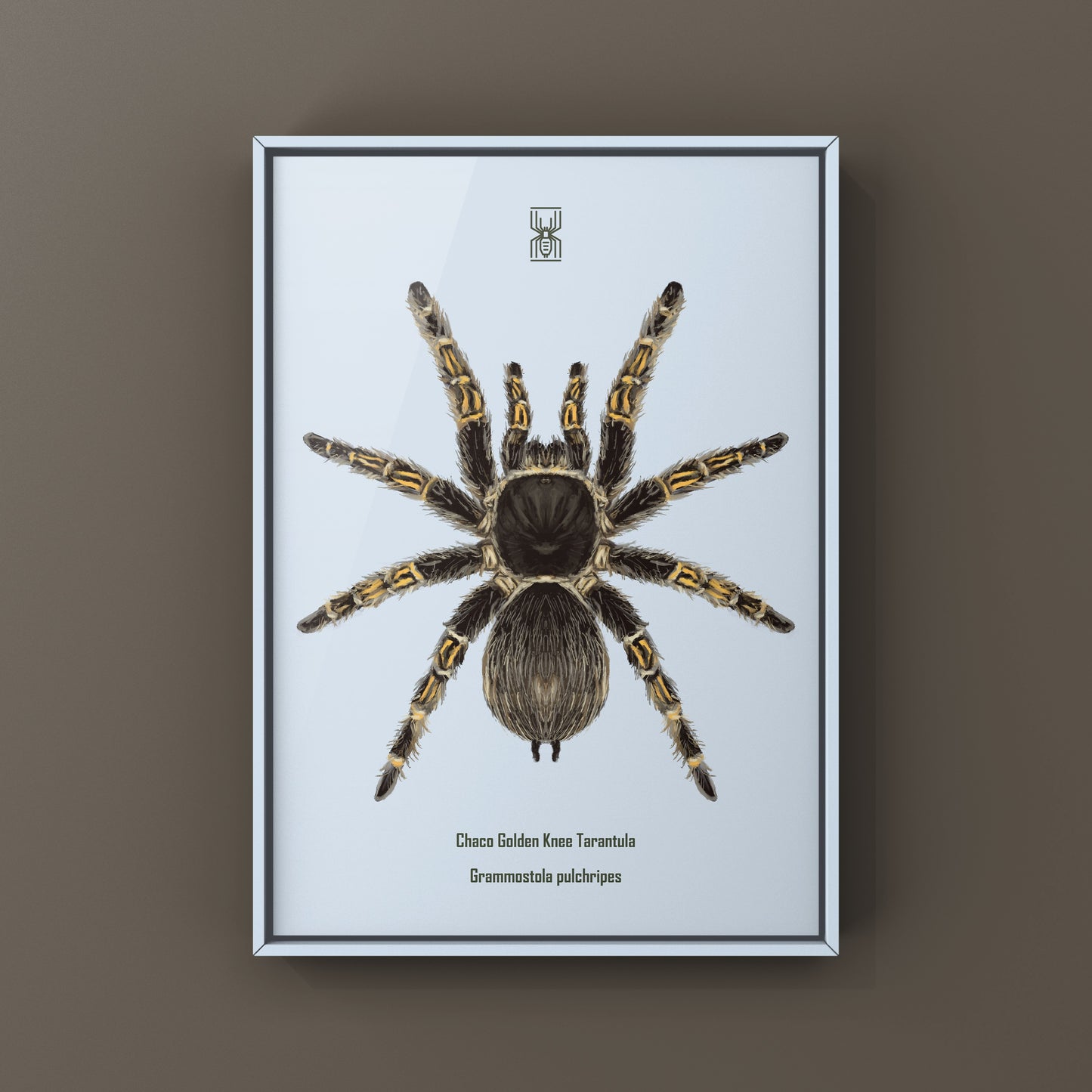 Chaco Golden Knee Tarantula, Grammostola Pulchripes, Photographic Art Print