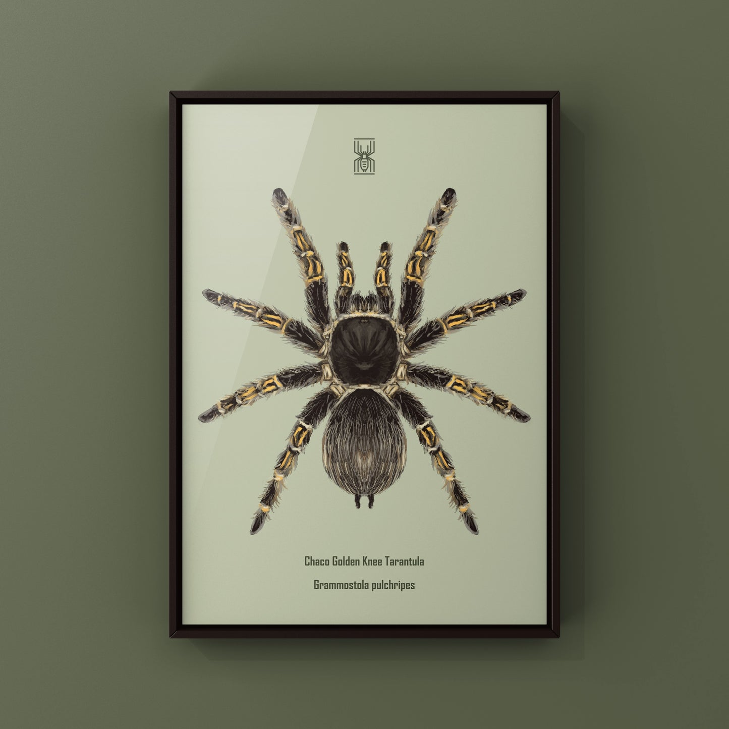 Chaco Golden Knee Tarantula, Grammostola Pulchripes, Photographic Art Print