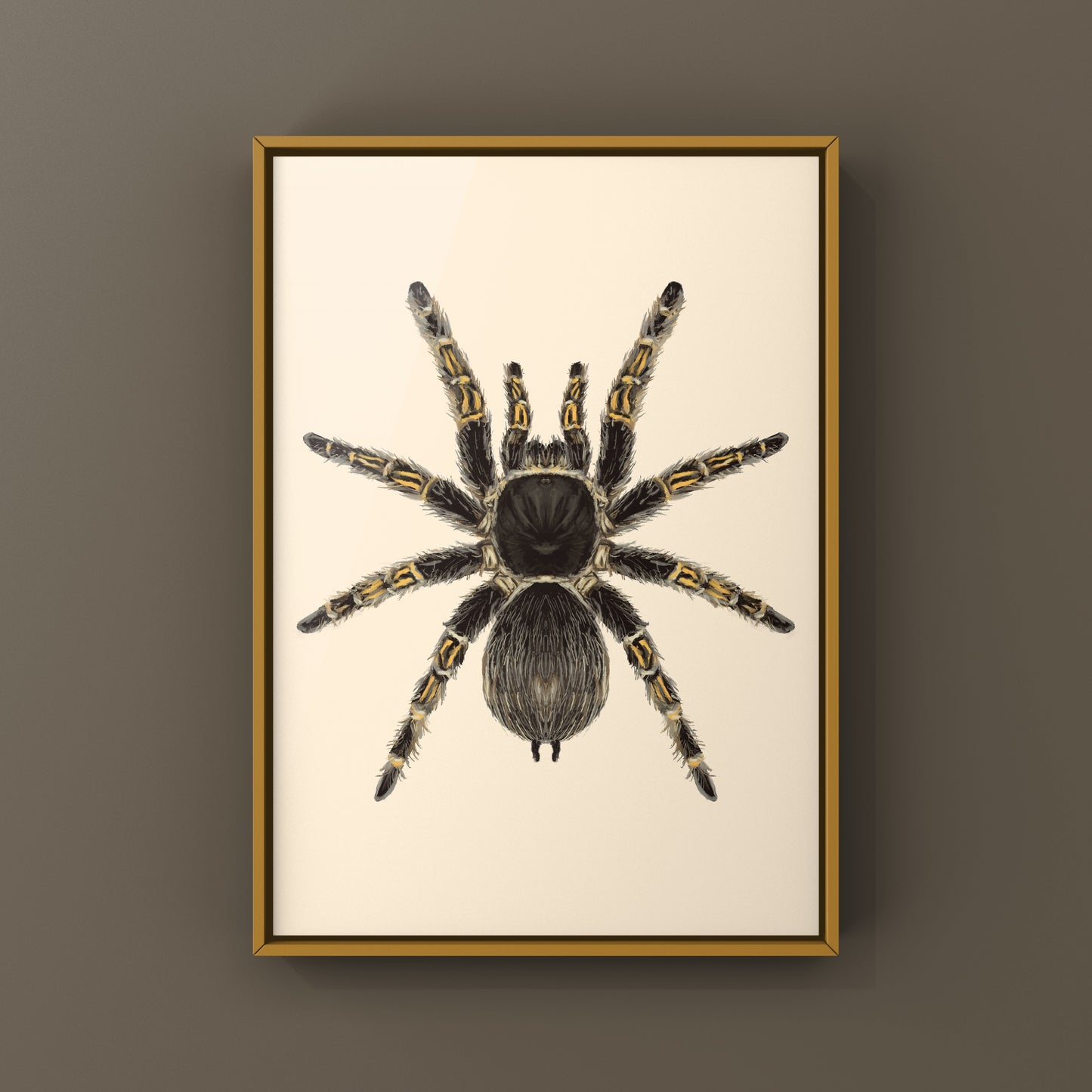 Chaco Golden Knee Tarantula, Grammostola Pulchripes, Photographic Art Print