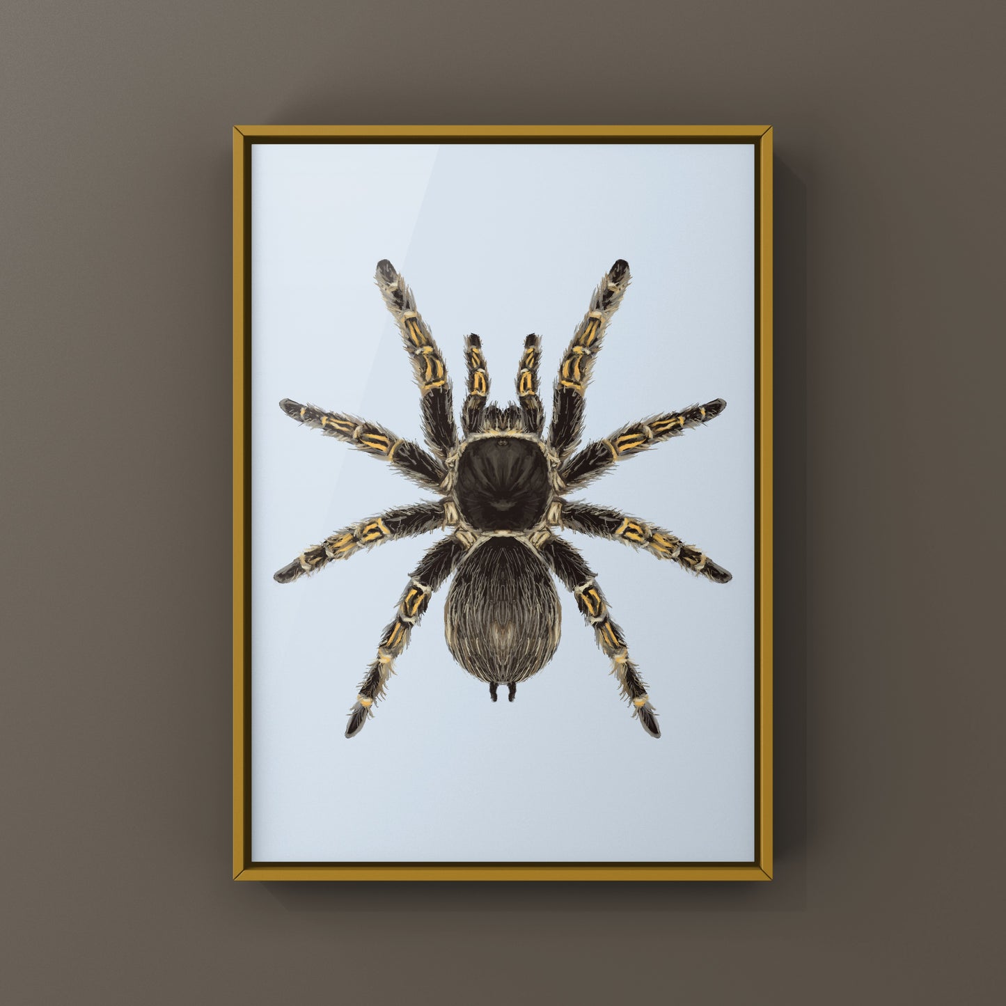 Chaco Golden Knee Tarantula, Grammostola Pulchripes, Photographic Art Print
