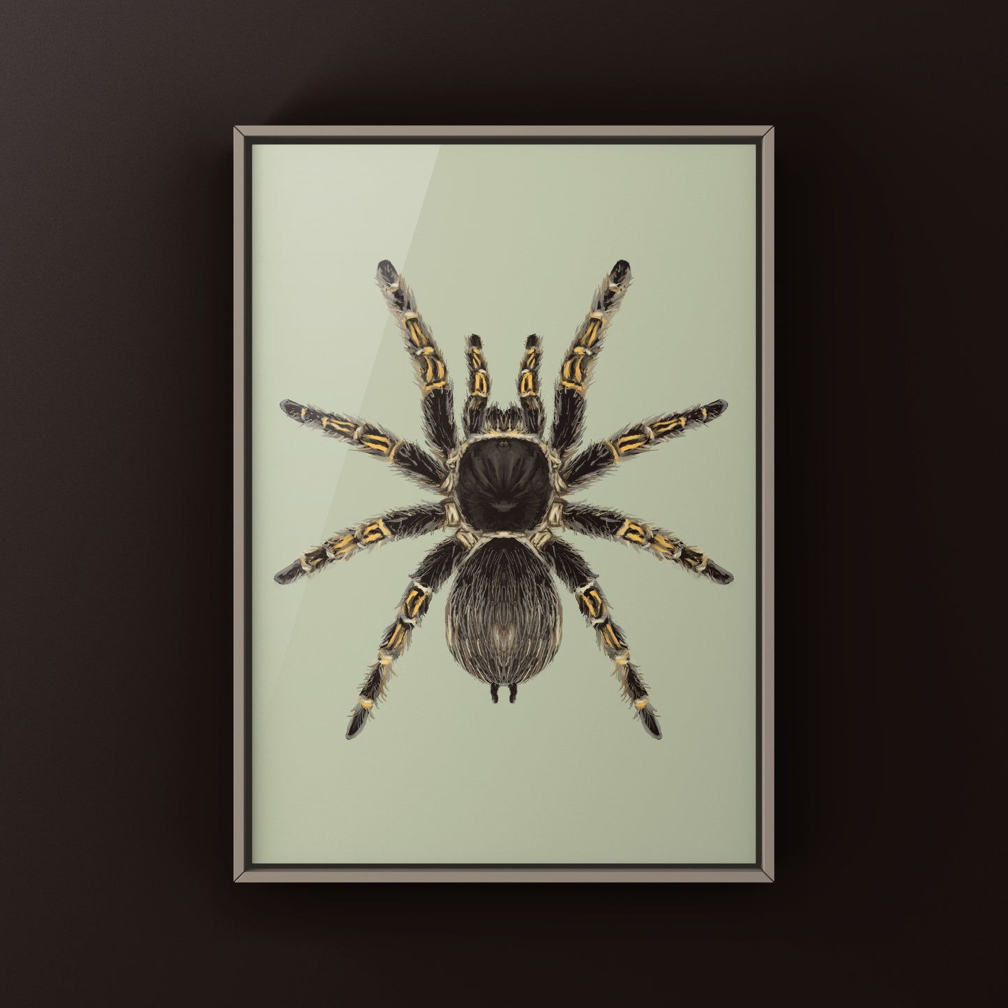 Chaco Golden Knee Tarantula, Grammostola Pulchripes, Photographic Art Print