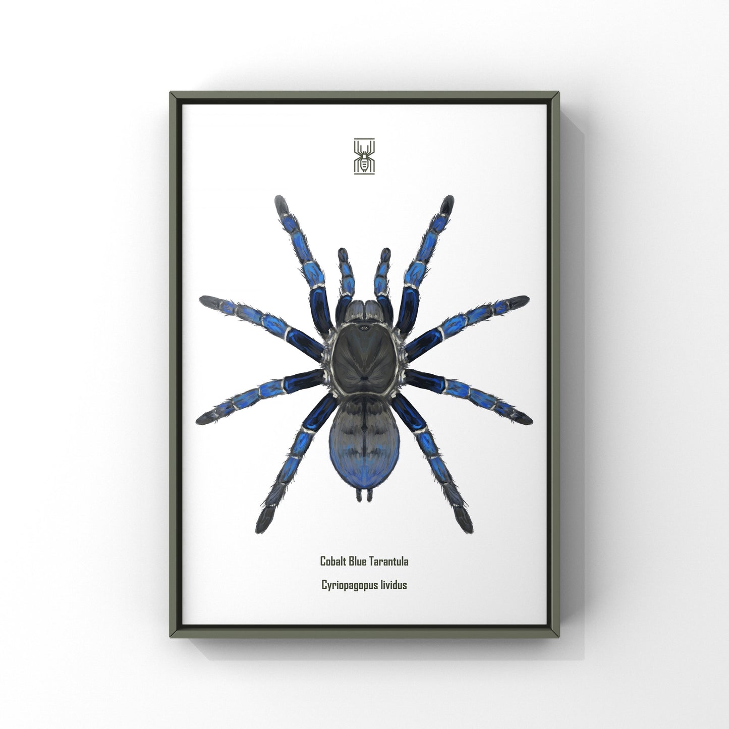 Cobalt Blue Tarantula, Cyriopagopus Lividus, Photographic Art Print
