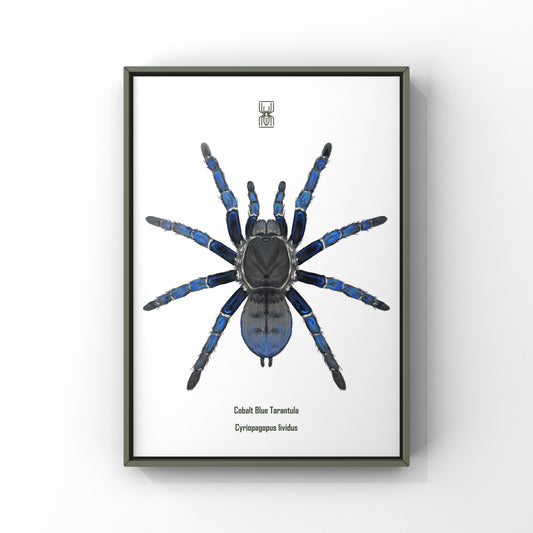 Cobalt Blue Tarantula, Cyriopagopus Lividus, Photographic Art Print