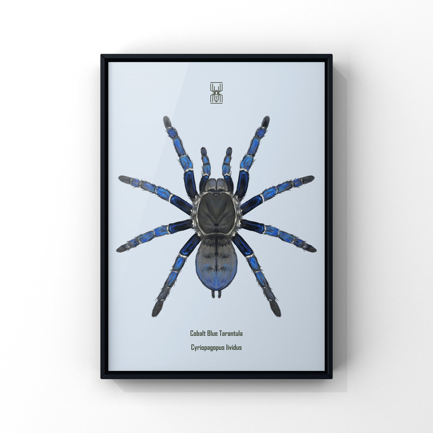 Cobalt Blue Tarantula, Cyriopagopus Lividus, Photographic Art Print