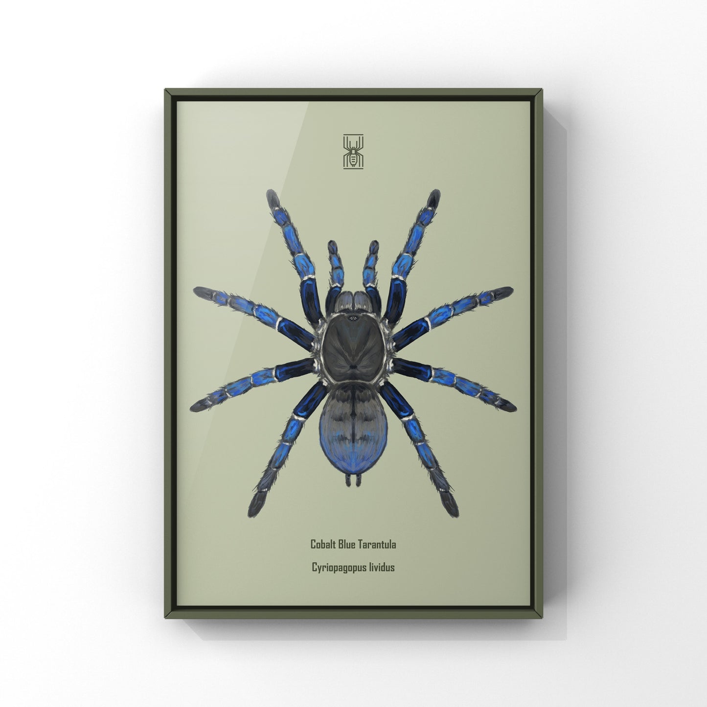 Cobalt Blue Tarantula, Cyriopagopus Lividus, Photographic Art Print