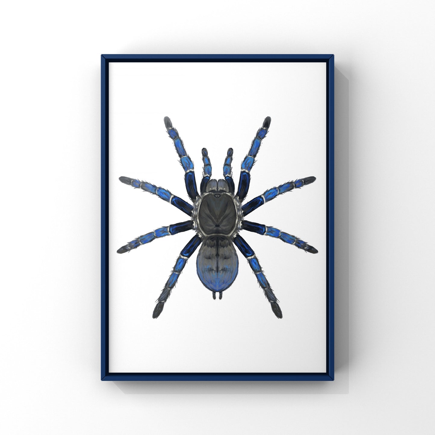 Cobalt Blue Tarantula, Cyriopagopus Lividus, Photographic Art Print