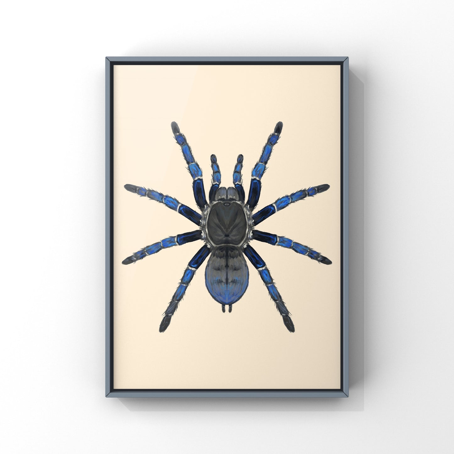 Cobalt Blue Tarantula, Cyriopagopus Lividus, Photographic Art Print