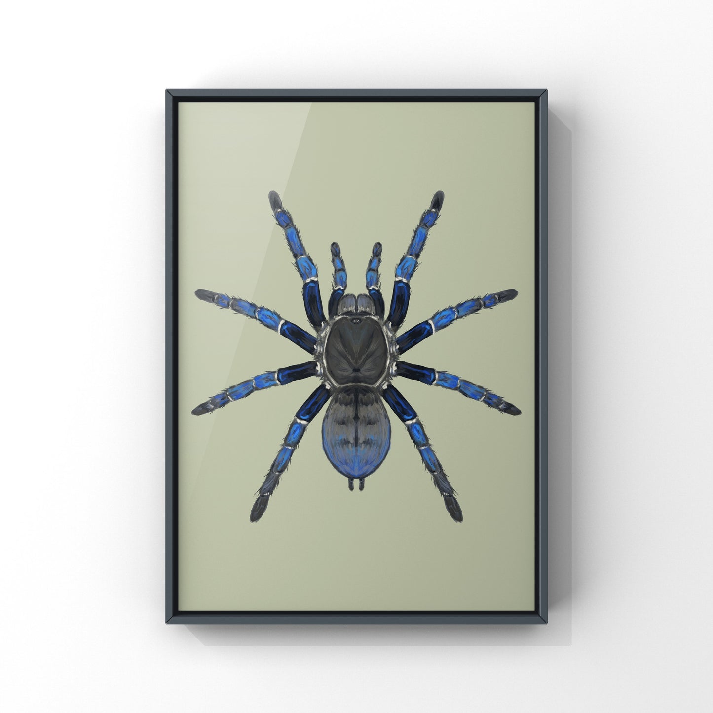 Cobalt Blue Tarantula, Cyriopagopus Lividus, Photographic Art Print