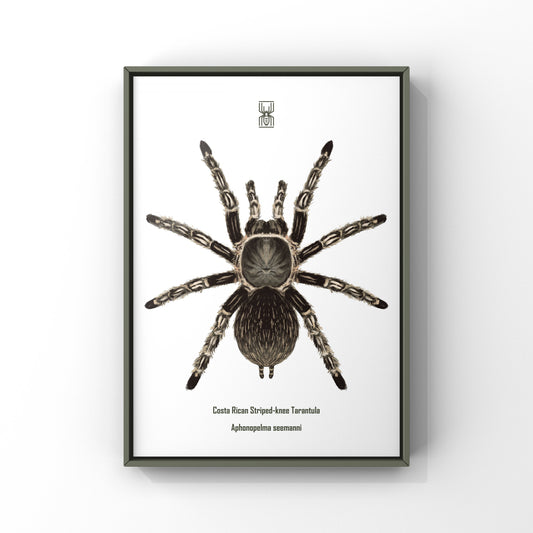 Costa Rican Striped-knee Tarantula, Aphonopelma Seemanni, Photographic Art Print