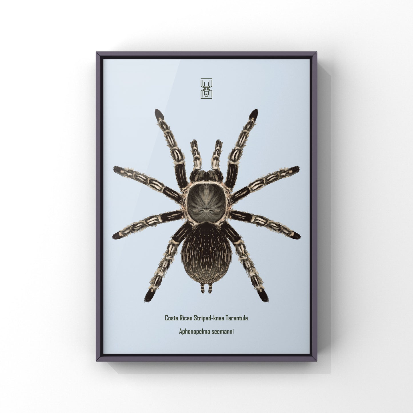 Costa Rican Striped-knee Tarantula, Aphonopelma Seemanni, Photographic Art Print
