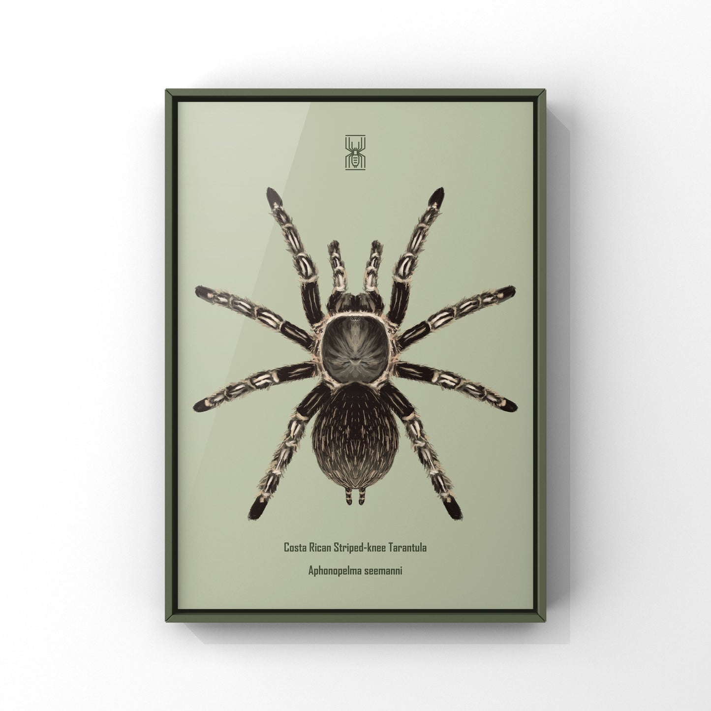 Costa Rican Striped-knee Tarantula, Aphonopelma Seemanni, Photographic Art Print