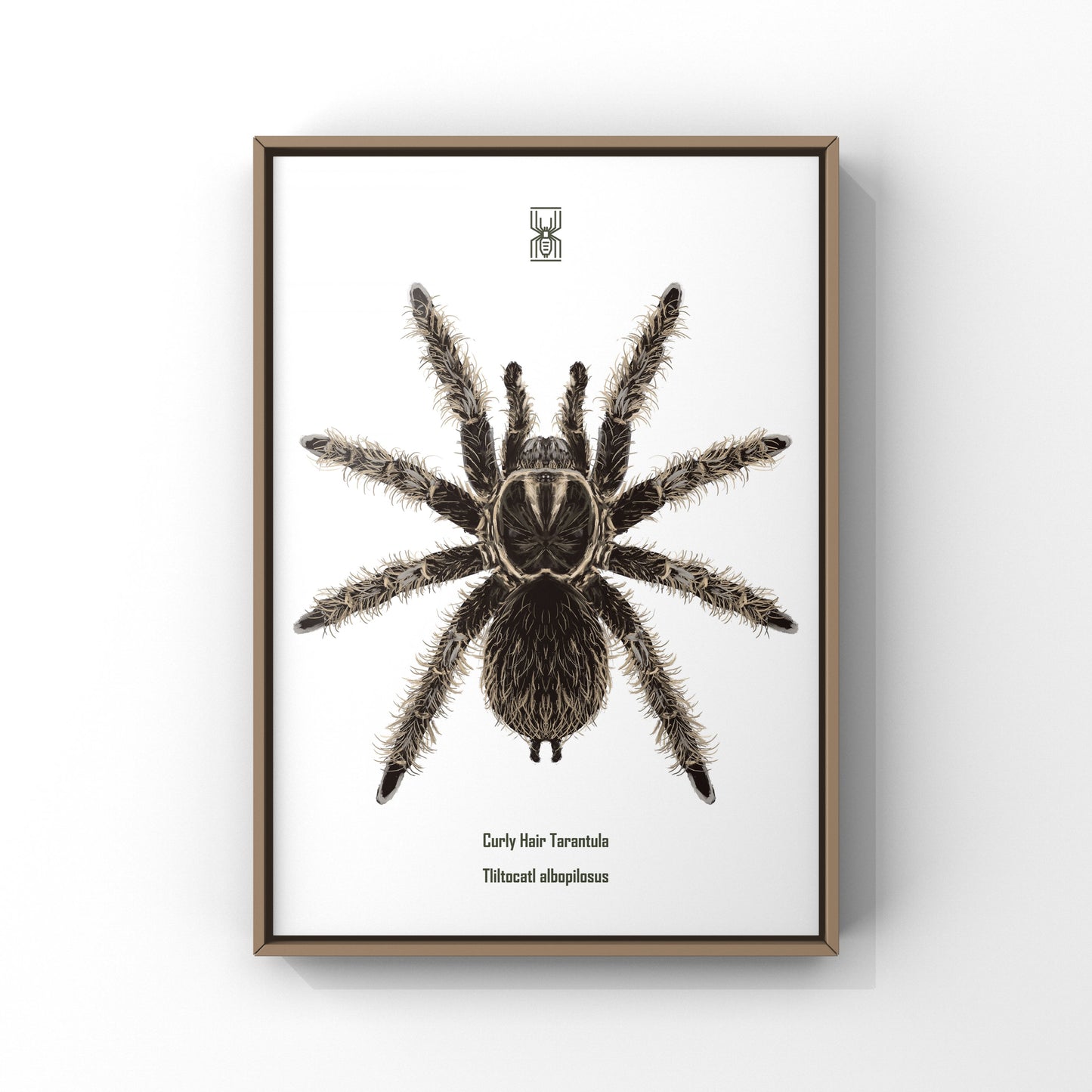 Curly Hair Tarantula, Tliltocatl Albopilosus, Photographic Art Print