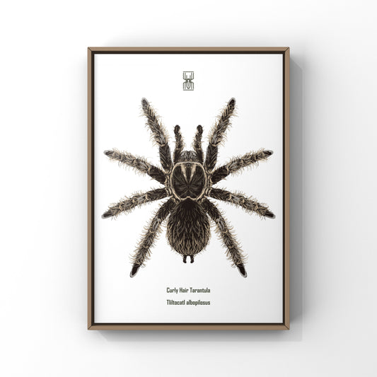 Curly Hair Tarantula, Tliltocatl Albopilosus, Photographic Art Print from The Silk Ranch