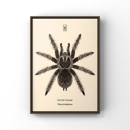 Curly Hair Tarantula, Tliltocatl Albopilosus, Photographic Art Print