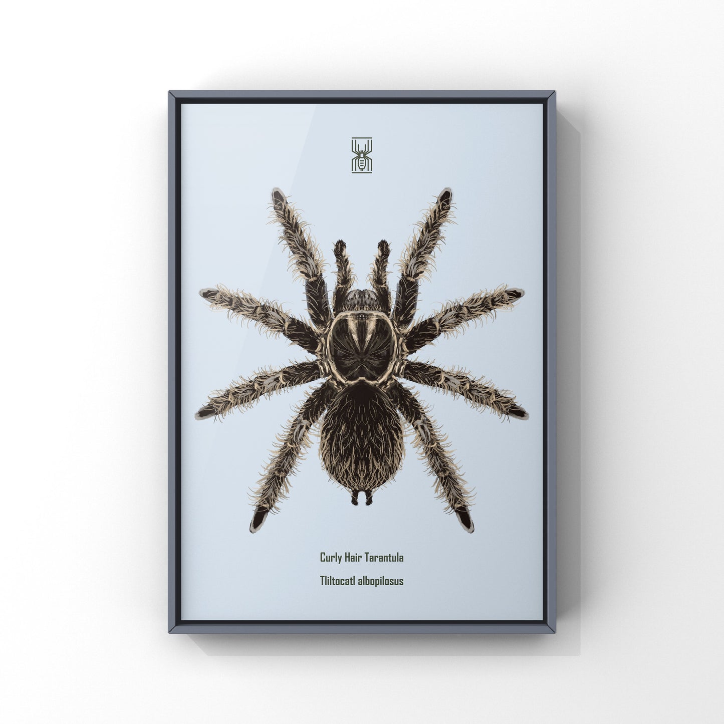Curly Hair Tarantula, Tliltocatl Albopilosus, Photographic Art Print
