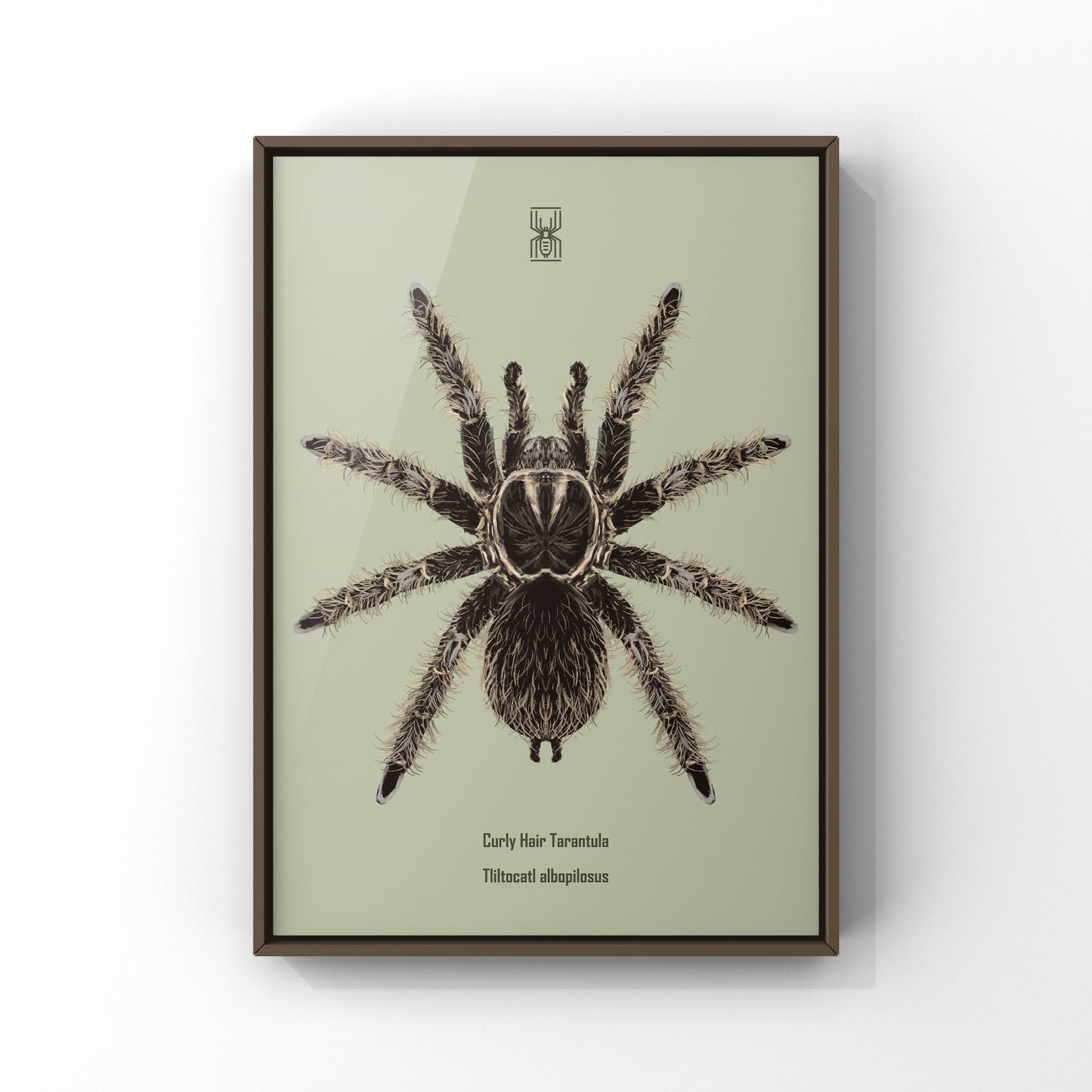 Curly Hair Tarantula, Tliltocatl Albopilosus, Photographic Art Print