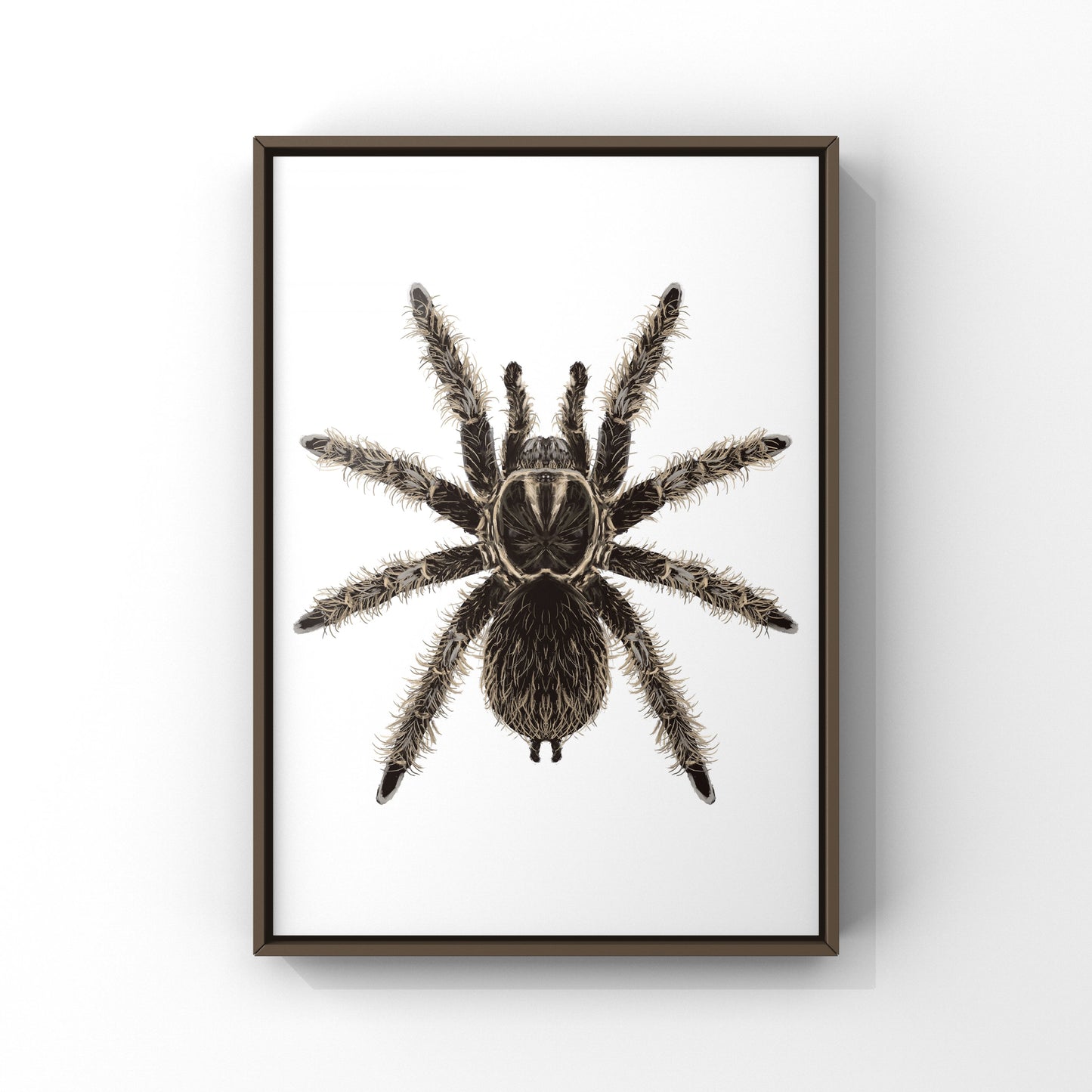 Curly Hair Tarantula, Tliltocatl Albopilosus, Photographic Art Print