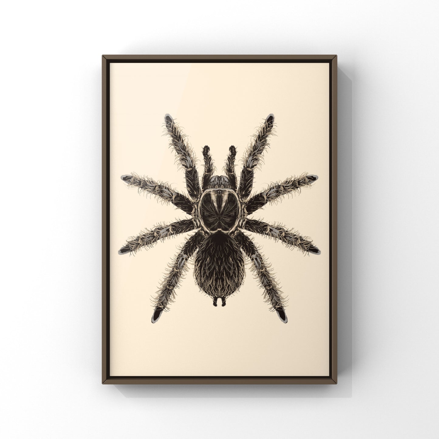 Curly Hair Tarantula, Tliltocatl Albopilosus, Photographic Art Print
