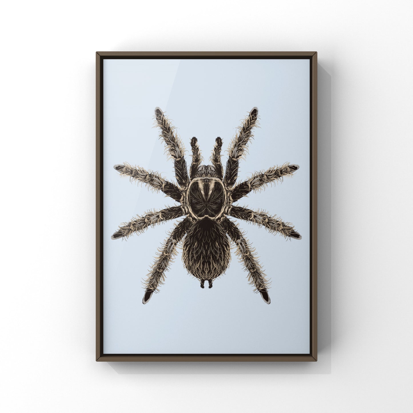 Curly Hair Tarantula, Tliltocatl Albopilosus, Photographic Art Print
