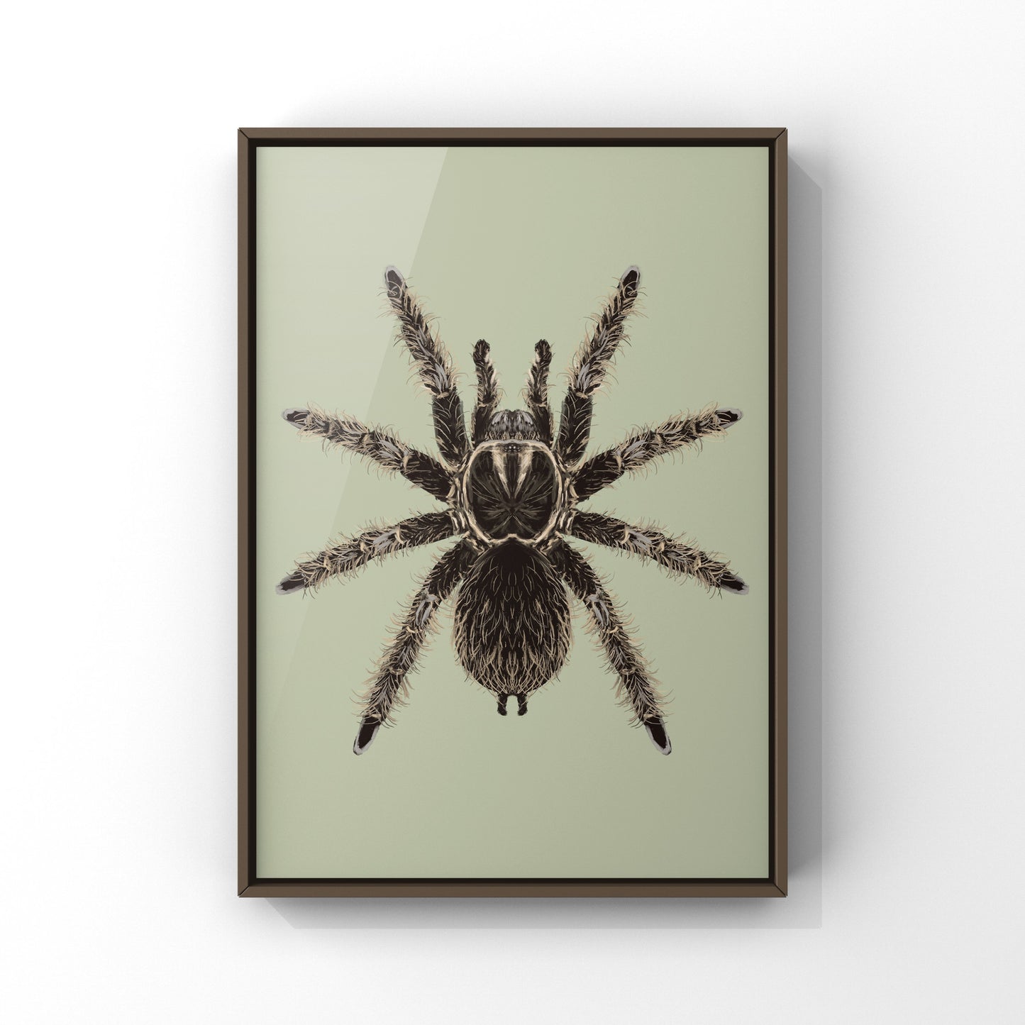 Curly Hair Tarantula, Tliltocatl Albopilosus, Photographic Art Print