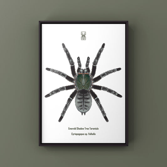 Emerald Shadow Tree Tarantula, Cyriopagopus Sp Valhalla, Photographic Art Print