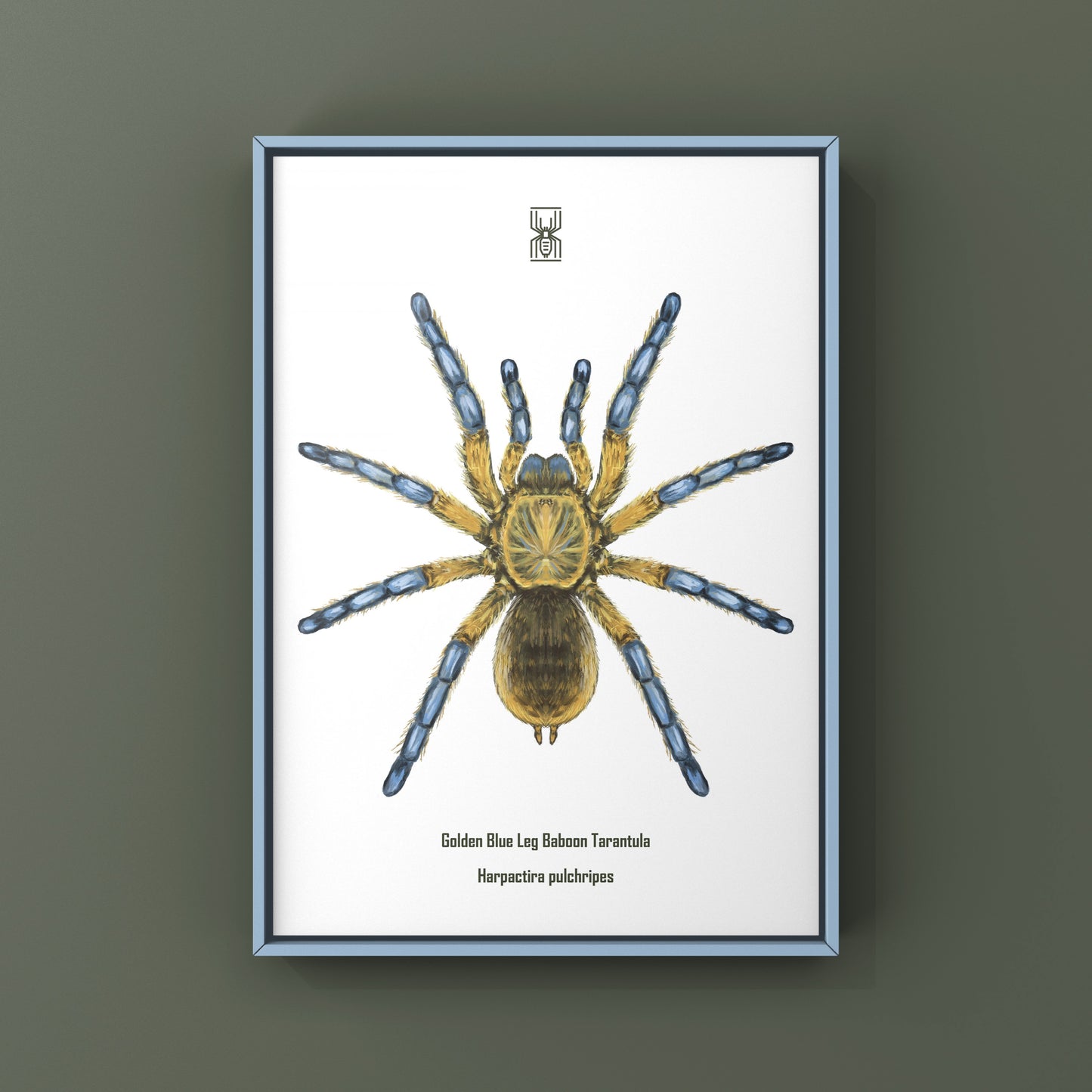 Golden Blue Leg Baboon Tarantula, Harpactira Pulchripes, Photographic Art Print