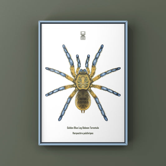 Golden Blue Leg Baboon Tarantula, Harpactira Pulchripes, Photographic Art Print