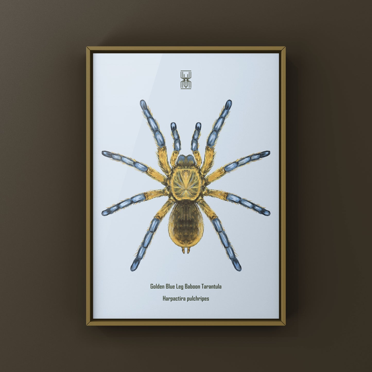 Golden Blue Leg Baboon Tarantula, Harpactira Pulchripes, Photographic Art Print