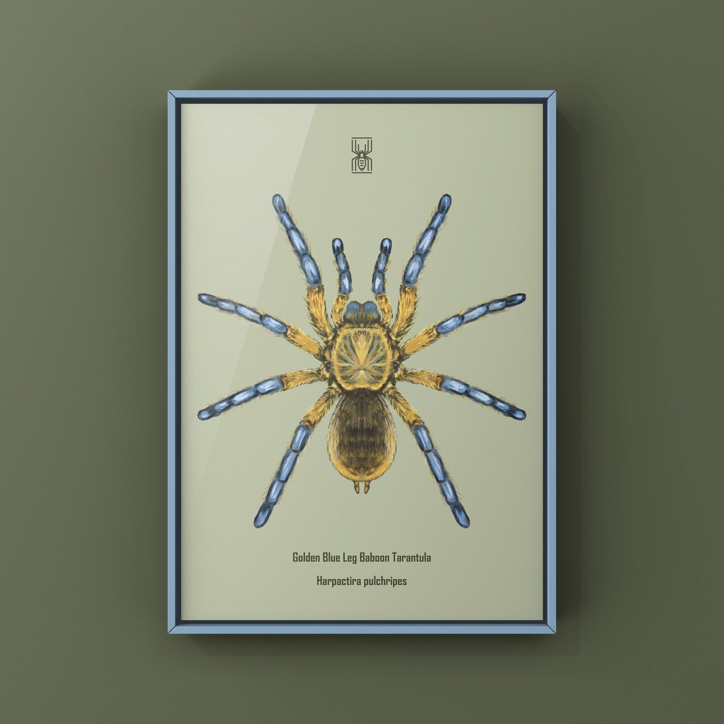 Golden Blue Leg Baboon Tarantula, Harpactira Pulchripes, Photographic Art Print