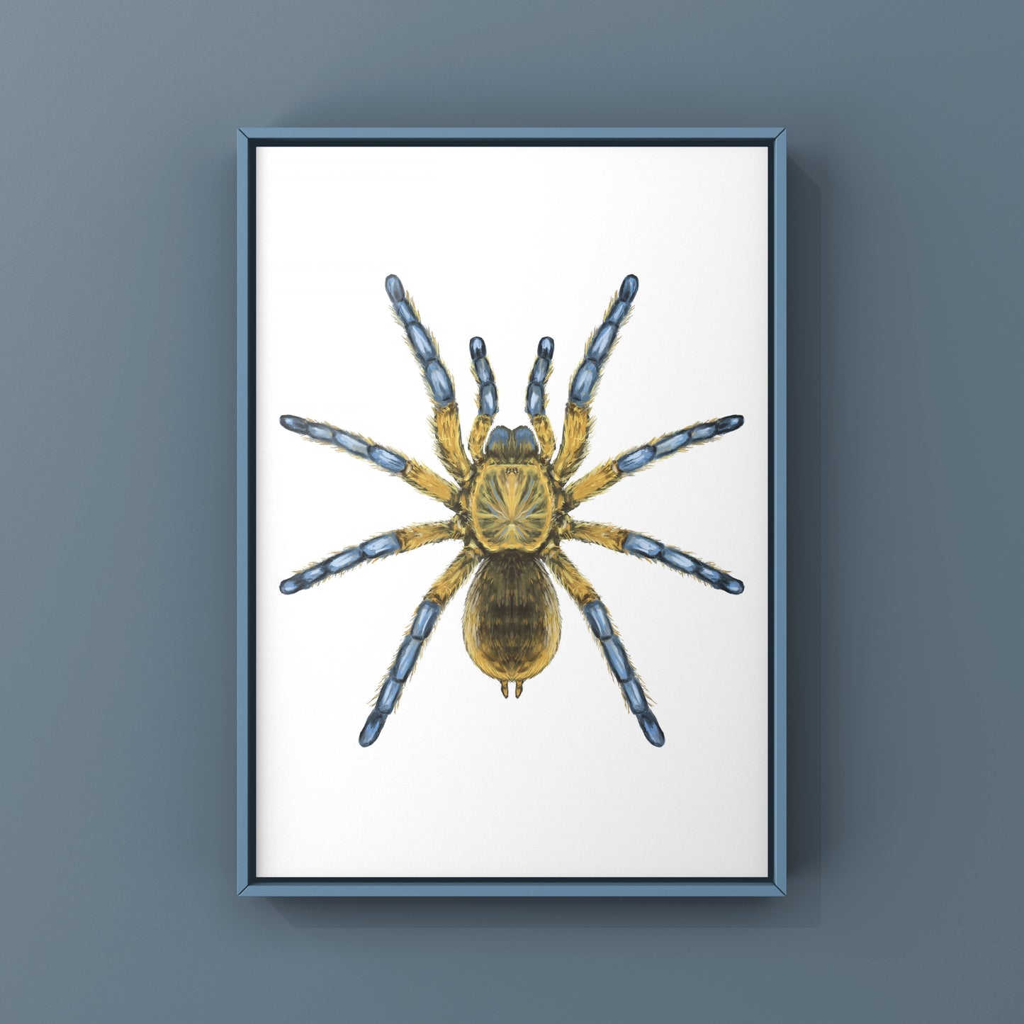 Golden Blue Leg Baboon Tarantula, Harpactira Pulchripes, Photographic Art Print