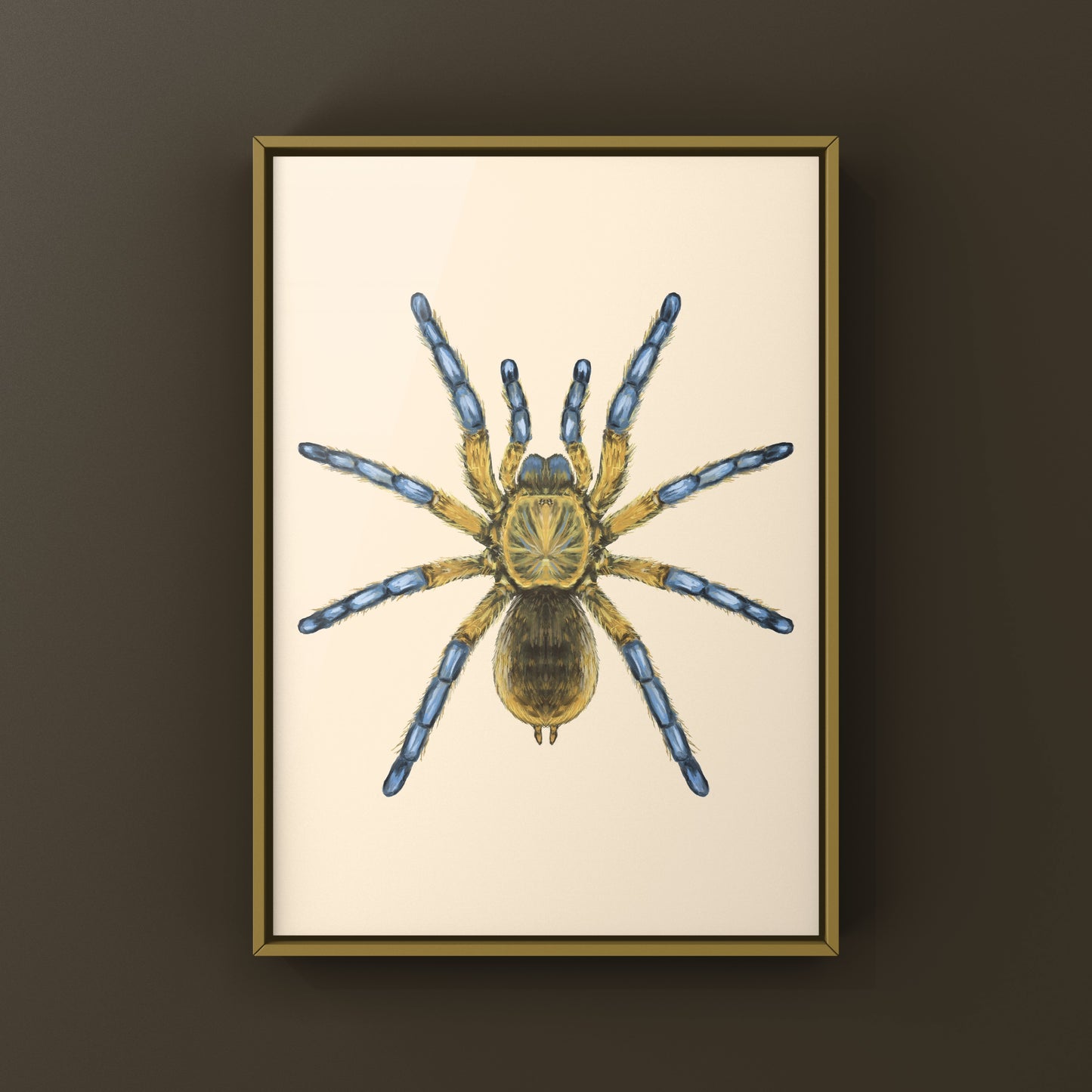 Golden Blue Leg Baboon Tarantula, Harpactira Pulchripes, Photographic Art Print