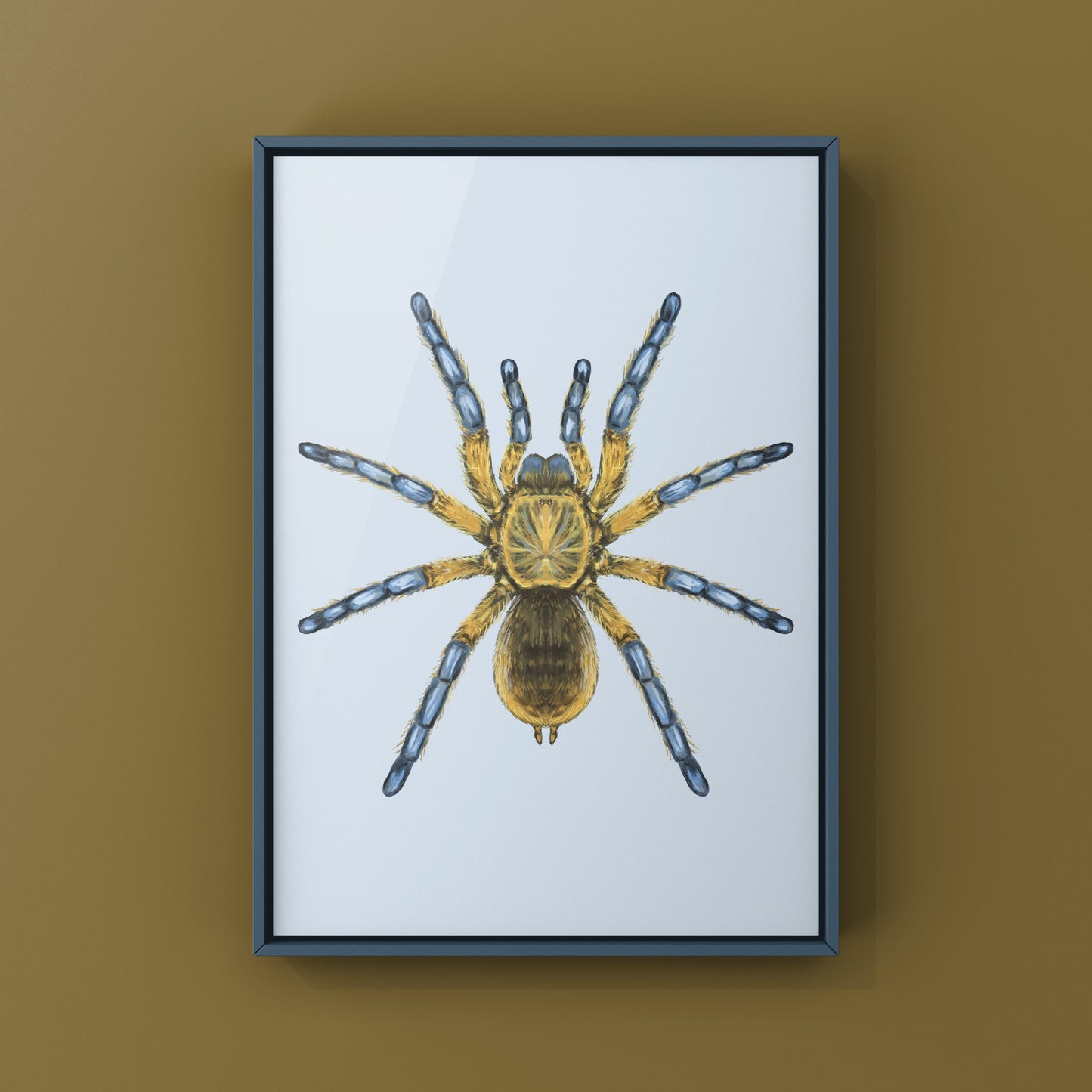 Golden Blue Leg Baboon Tarantula, Harpactira Pulchripes, Photographic Art Print