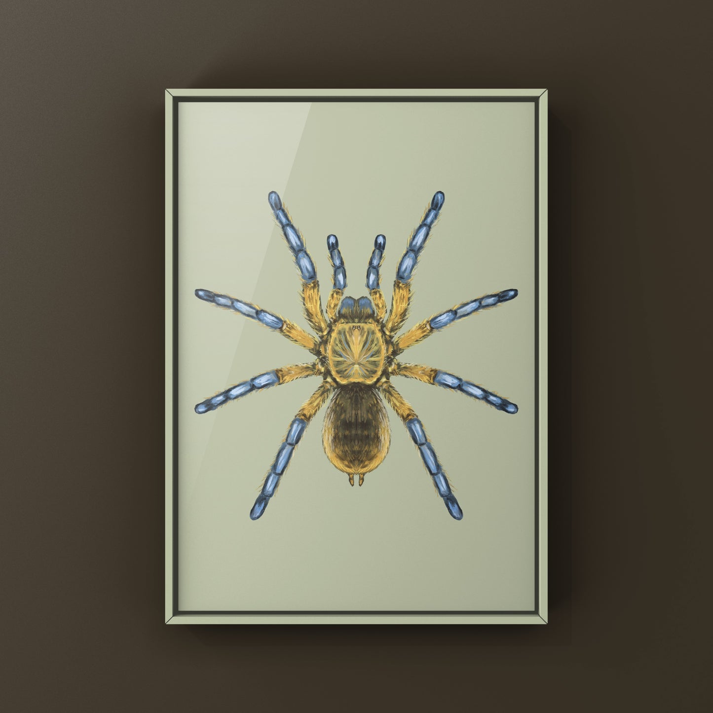 Golden Blue Leg Baboon Tarantula, Harpactira Pulchripes, Photographic Art Print